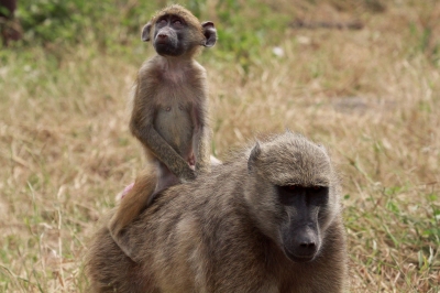 A Mother & Baby Baboon (Grant Peters)  [flickr.com]  CC BY 
Infos zur Lizenz unter 'Bildquellennachweis'