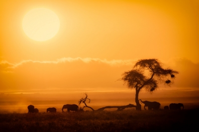 African Sunrise, Amboseli National Park (Ray in Manila)  [flickr.com]  CC BY 
Infos zur Lizenz unter 'Bildquellennachweis'