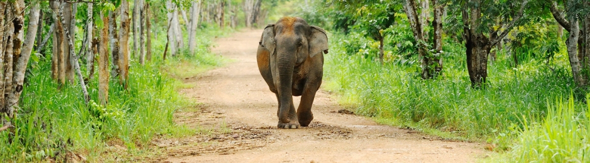 Elephant in Kui Buri national park (tontantravel) CC BY-SA Elephant in Kui Buri national park (tontantravel) CC BY-SA