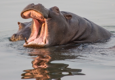 Hippo II (Andrew Moore)  [flickr.com]  CC BY-SA 
Infos zur Lizenz unter 'Bildquellennachweis'