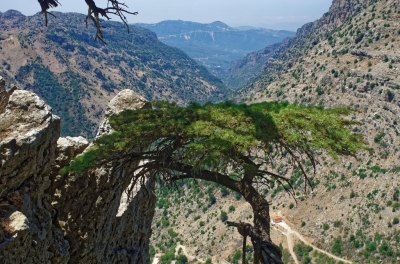 réserve naturelle des cèdres du Liban de Tannourine (tongeron91)  [flickr.com]  CC BY-SA 
Infos zur Lizenz unter 'Bildquellennachweis'