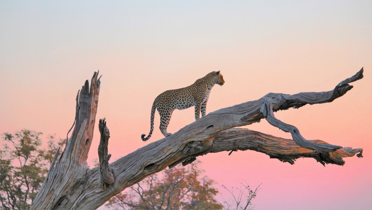 Leopard im Sonnenuntergang / Foto von Alexander Mirschel