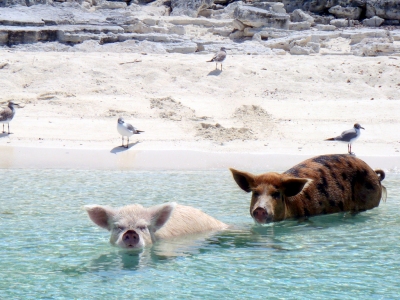 08.2012 Vorobek Bahamas - swimming pigs (cdorobek)  [flickr.com]  CC BY 
Infos zur Lizenz unter 'Bildquellennachweis'