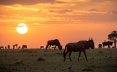 Vorschau: Beste Reisezeit Masai Mara