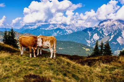 Klimainformationen Saalbach Hinterglemm
