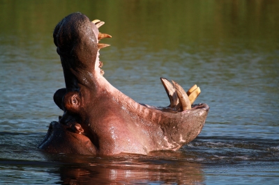 A Hippopotamus yawn (Grant Peters)  [flickr.com]  CC BY 
Infos zur Lizenz unter 'Bildquellennachweis'