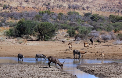 At the waterhole in Pilanesberg National Park (Derek Keats)  [flickr.com]  CC BY 
Infos zur Lizenz unter 'Bildquellennachweis'