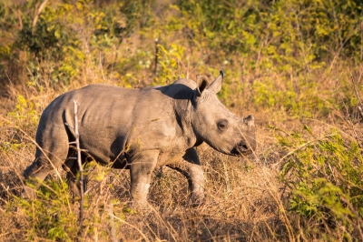 Baby Rhino (Ryan Kilpatrick)  [flickr.com]  CC BY-ND 
Infos zur Lizenz unter 'Bildquellennachweis'
