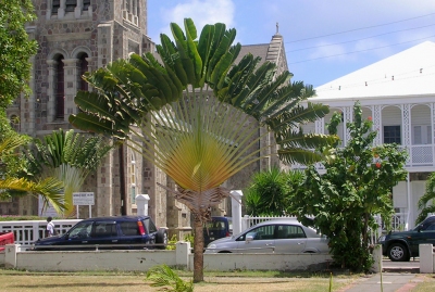 Basseterre - Tropical Tree near Cathedral (Roger W)  [flickr.com]  CC BY-SA 
Infos zur Lizenz unter 'Bildquellennachweis'