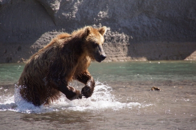 Bear Fishing (Harald Deischinger)  [flickr.com]  CC BY 
Infos zur Lizenz unter 'Bildquellennachweis'