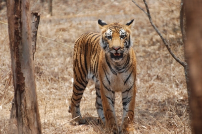 Bengal tiger, Karnataka, India (Paul Mannix)  [flickr.com]  CC BY 
Infos zur Lizenz unter 'Bildquellennachweis'