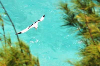 Bermuda Longtail (kansasphoto)  [flickr.com]  CC BY 
Infos zur Lizenz unter 'Bildquellennachweis'