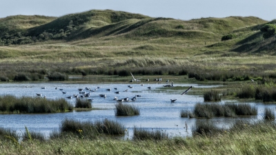 Bird nestingarea, De Slufter (Paul van de Velde)  [flickr.com]  CC BY 
Infos zur Lizenz unter 'Bildquellennachweis'