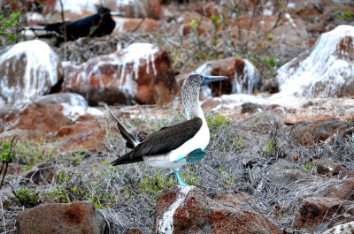 Blue-footed booby courtship dance on North Seymour Island (John Solaro (sooolaro))  [flickr.com]  CC BY-ND 
Infos zur Lizenz unter 'Bildquellennachweis'