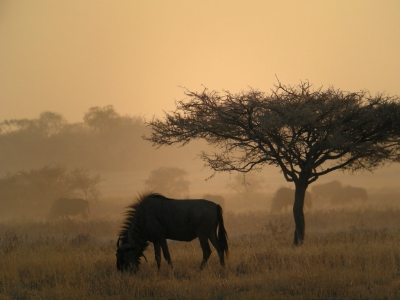 Blue Wildebeests, Etosha National Park, Namibia (Frank Vassen)  [flickr.com]  CC BY 
Infos zur Lizenz unter 'Bildquellennachweis'