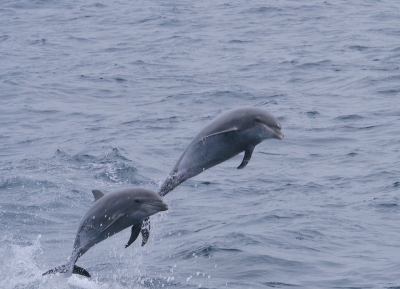 Bottlenose Dolphin (Tursiops truncatus) (Gregory "Slobirdr" Smith)  [flickr.com]  CC BY-SA 
Infos zur Lizenz unter 'Bildquellennachweis'