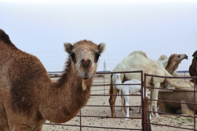 Camel, The Desert Ship  (Aziz J.Hayat)  [flickr.com]  CC BY 
Infos zur Lizenz unter 'Bildquellennachweis'