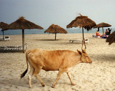 Cow on Kotu Beach (Leonora Enking)  [flickr.com]  CC BY-SA 
Infos zur Lizenz unter 'Bildquellennachweis'