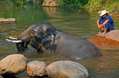 DGJ_4157 - One Happy Elephant, smiling (Dennis Jarvis)  [flickr.com]  CC BY-SA 
Infos zur Lizenz unter 'Bildquellennachweis'