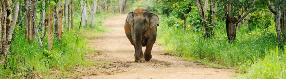 Elephant in Kui Buri national park (tontantravel)  [flickr.com]  CC BY-SA 
Infos zur Lizenz unter 'Bildquellennachweis'
