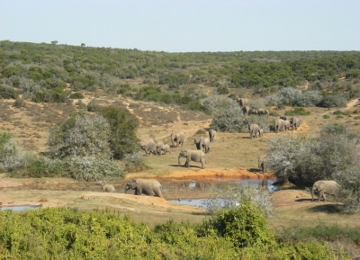 Elephants (Theo Crazzolara)  [flickr.com]  CC BY 
Infos zur Lizenz unter 'Bildquellennachweis'