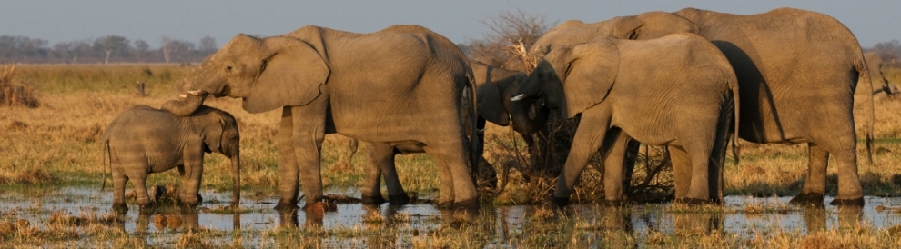 Elephants (Malcolm Macgregor)  [flickr.com]  CC BY 
Infos zur Lizenz unter 'Bildquellennachweis'