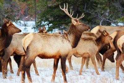 Elk: Wildlife beauty in Jasper National Park. (Peggy2012CREATIVELENZ)  [flickr.com]  CC BY 
Infos zur Lizenz unter 'Bildquellennachweis'