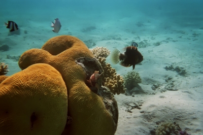 Fische und Korallen (David Rouhani)  [flickr.com]  CC BY-ND 
Infos zur Lizenz unter 'Bildnachweis'