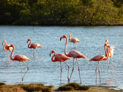 Flamengos at the mangroves (Bonaire 2014) (Paul Arps)  [flickr.com]  CC BY 
Infos zur Lizenz unter 'Bildquellennachweis'