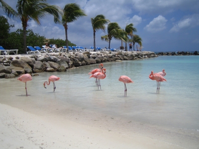 Flamingo Beach (Bevis Chin)  [flickr.com]  CC BY-ND 
Infos zur Lizenz unter 'Bildquellennachweis'
