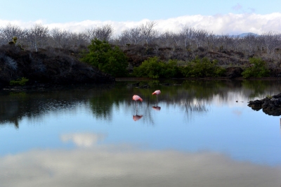 Flamingos on Santa Cruz Island in the Galapagos Islands (John Solaro (sooolaro))  [flickr.com]  CC BY-ND 
Infos zur Lizenz unter 'Bildquellennachweis'