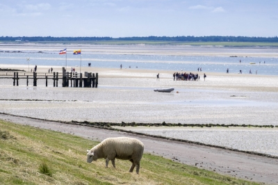 Fohr Schleswig_20160713_0148 (News Oresund)  [flickr.com]  CC BY 
Infos zur Lizenz unter 'Bildquellennachweis'