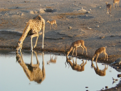 Giraffe and Black-faced Impalas drinking, Etosha National Park, Namibia (Frank Vassen)  [flickr.com]  CC BY 
Infos zur Lizenz unter 'Bildquellennachweis'