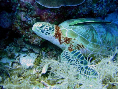 Hawksbill Turtle, Clarence's Wall, Palau (Matt Kieffer)  [flickr.com]  CC BY-SA 
Infos zur Lizenz unter 'Bildquellennachweis'