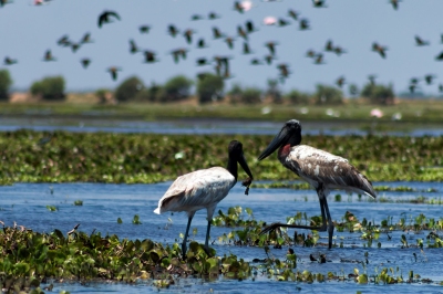 Jabiru | Garzón Soldado (Jabiru mycteria) (Fernando Flores)  [flickr.com]  CC BY-SA 
Infos zur Lizenz unter 'Bildquellennachweis'