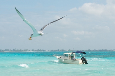 January 2011 - Vacation to Grand Cayman - Stingray City Tour - Stealing Squid (Pete Markham)  [flickr.com]  CC BY-SA 
Infos zur Lizenz unter 'Bildquellennachweis'