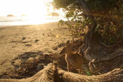 Kangaroo on the beach at Cape Hillsborough (Rob and Stephanie Levy)  [flickr.com]  CC BY 
Infos zur Lizenz unter 'Bildquellennachweis'