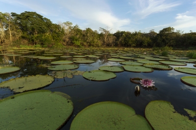 Karanambu Ranch - Guyana (Dan Sloan)  [flickr.com]  CC BY-SA 
Infos zur Lizenz unter 'Bildquellennachweis'