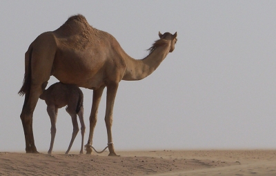 King of the Desert (HISHAM BINSUWAIF)  [flickr.com]  CC BY-SA 
Infos zur Lizenz unter 'Bildquellennachweis'