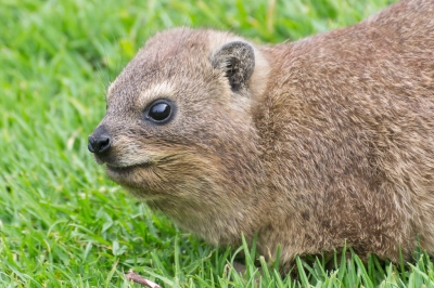 Klippschliefer / Rock Hyrax (Michael Jansen)  [flickr.com]  CC BY-ND 
Infos zur Lizenz unter 'Bildquellennachweis'