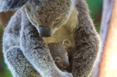 Koala en kind - Koala and her young, Whitsunday Islands (Jan Hazevoet)  [flickr.com]  CC BY 
Infos zur Lizenz unter 'Bildquellennachweis'