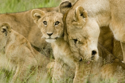 Lion Cub with Mother in the Serengeti (David Dennis)  [flickr.com]  CC BY-SA 
Infos zur Lizenz unter 'Bildquellennachweis'