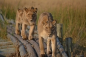 Vorschau: Beste Reisezeit Okavango Delta