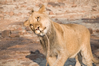 Lion Walk at Victoria falls Zimbabwe (nwhitford)  [flickr.com]  CC BY 
Infos zur Lizenz unter 'Bildquellennachweis'