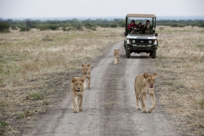 Lionesses have right of way, North West Province (South African Tourism)  [flickr.com]  CC BY 
Infos zur Lizenz unter 'Bildquellennachweis'