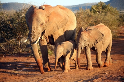 Madikwe Game Reserve, North West Province, South Africa (flowcomm)  [flickr.com]  CC BY 
Infos zur Lizenz unter 'Bildquellennachweis'
