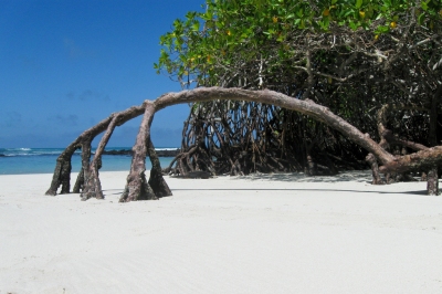 Mangrove arch 02 (dolma alonso)  [flickr.com]  CC BY-SA 
Infos zur Lizenz unter 'Bildquellennachweis'