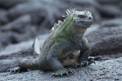 Marine iguana (Brian Gratwicke)  [flickr.com]  CC BY 
Infos zur Lizenz unter 'Bildquellennachweis'