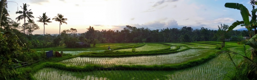 Menjelang Malam di Pematang Sawah (Ya, saya inBaliTimur)  [flickr.com]  CC BY-SA 
Infos zur Lizenz unter 'Bildquellennachweis'