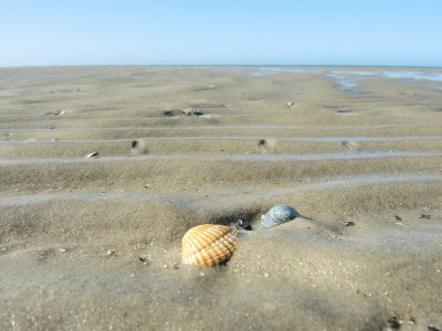 Muscheln im Watt (m.prinke)  [flickr.com]  CC BY-SA 
Infos zur Lizenz unter 'Bildquellennachweis'